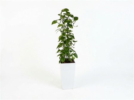 Växt Gullranka, vit, H: 160 cm